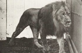 Plate 721 Lion walking — figure reference